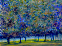Prospect Canopy - Study