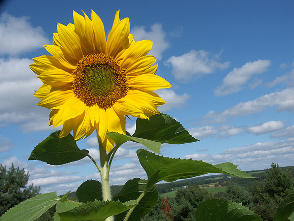 Follow the Sun