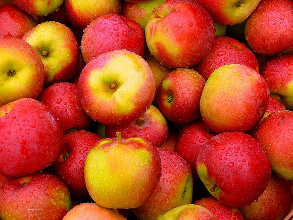 Crowd of Apples