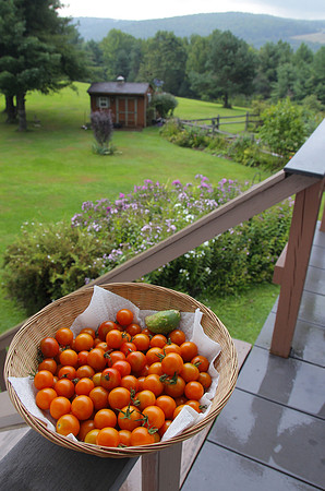 Bowl of  Cherries