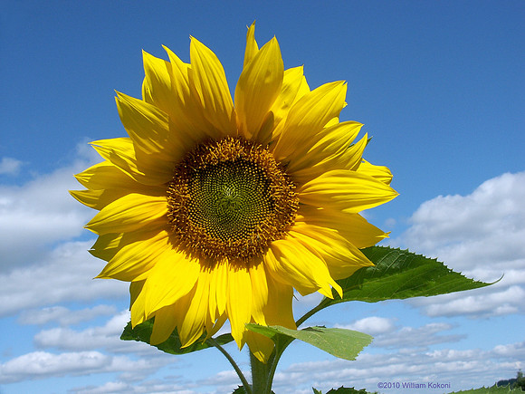 Fractal Sunshine