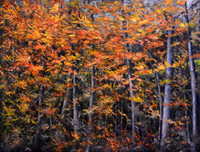 Falling Trees